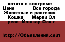 котята в костроме › Цена ­ 2 000 - Все города Животные и растения » Кошки   . Марий Эл респ.,Йошкар-Ола г.